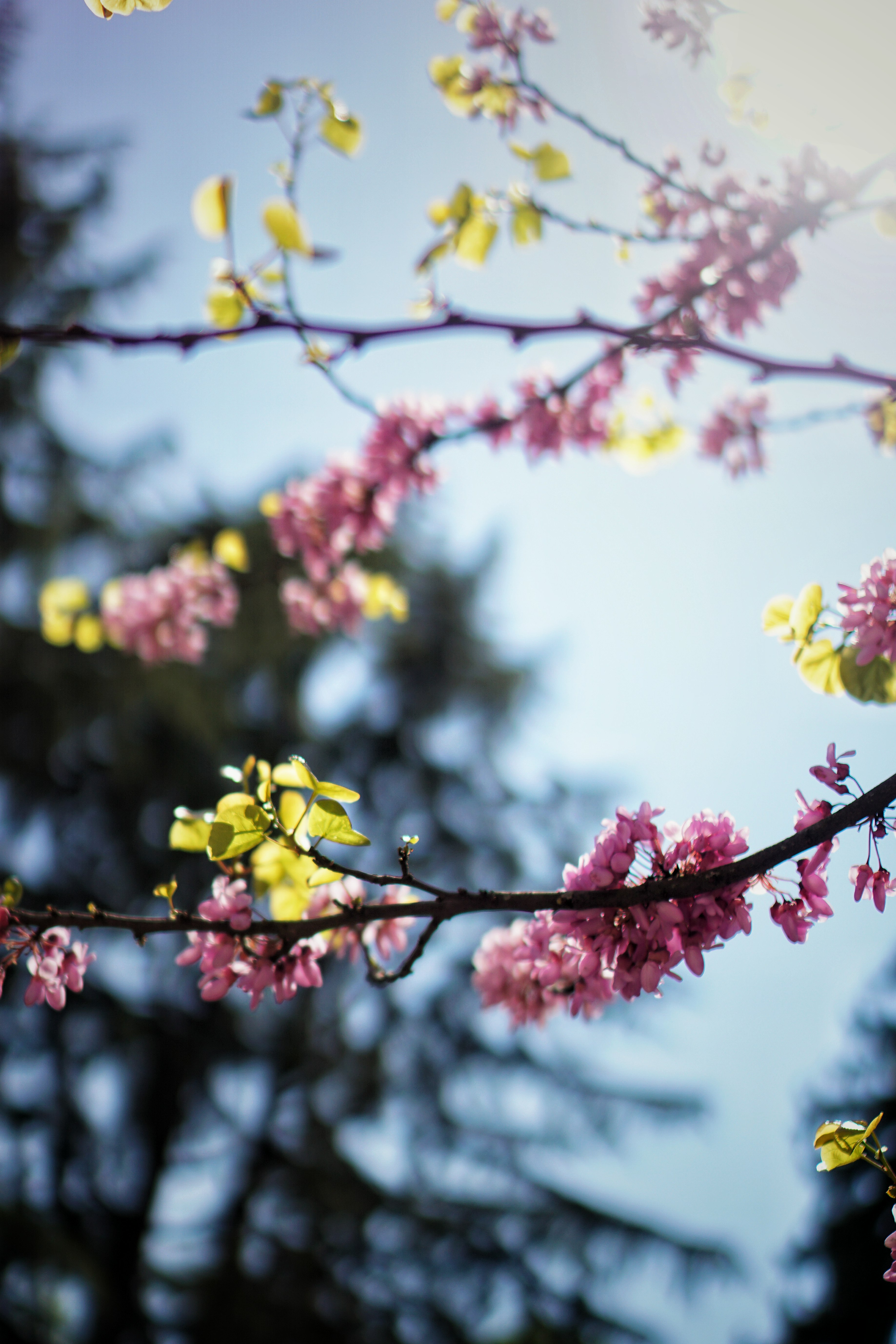 yellow and pink flowers on brown tree branch